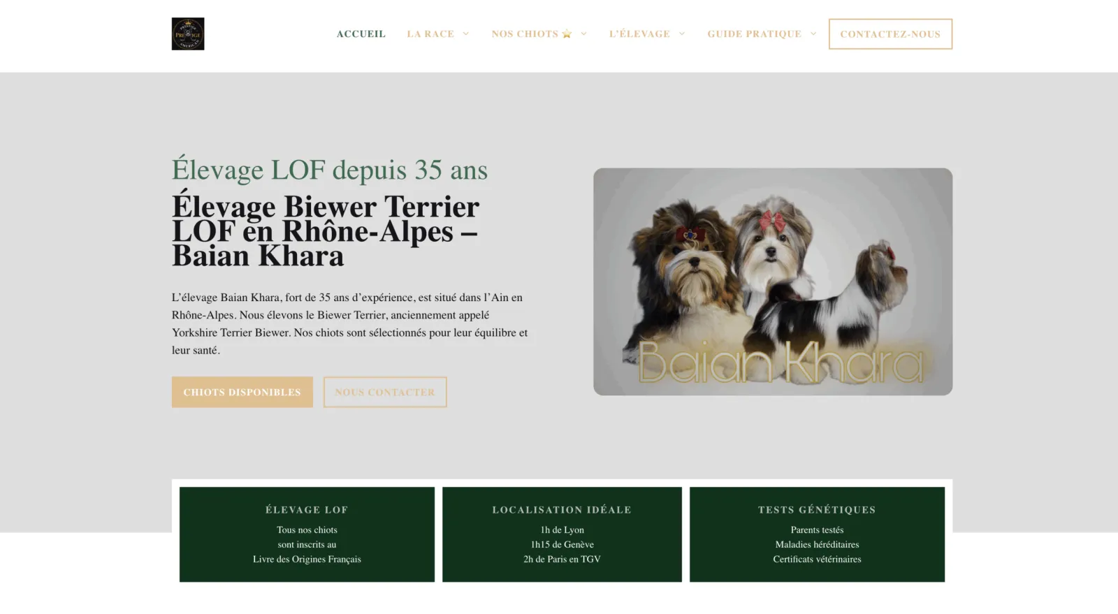 Site Biewer Terrier sur WordPress après la refonte