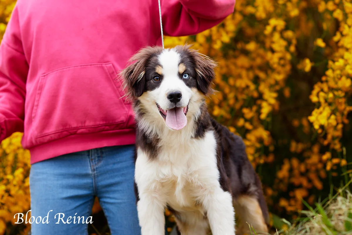 Chiot Berger Américain Miniature