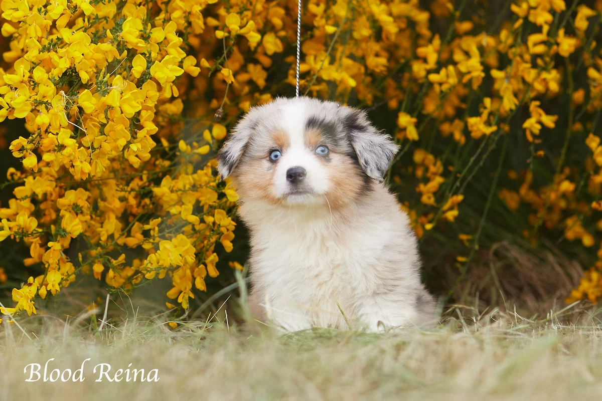 Chiot Berger Américain Miniature