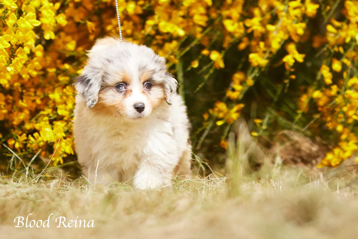 Chiot Berger Américain Miniature 1