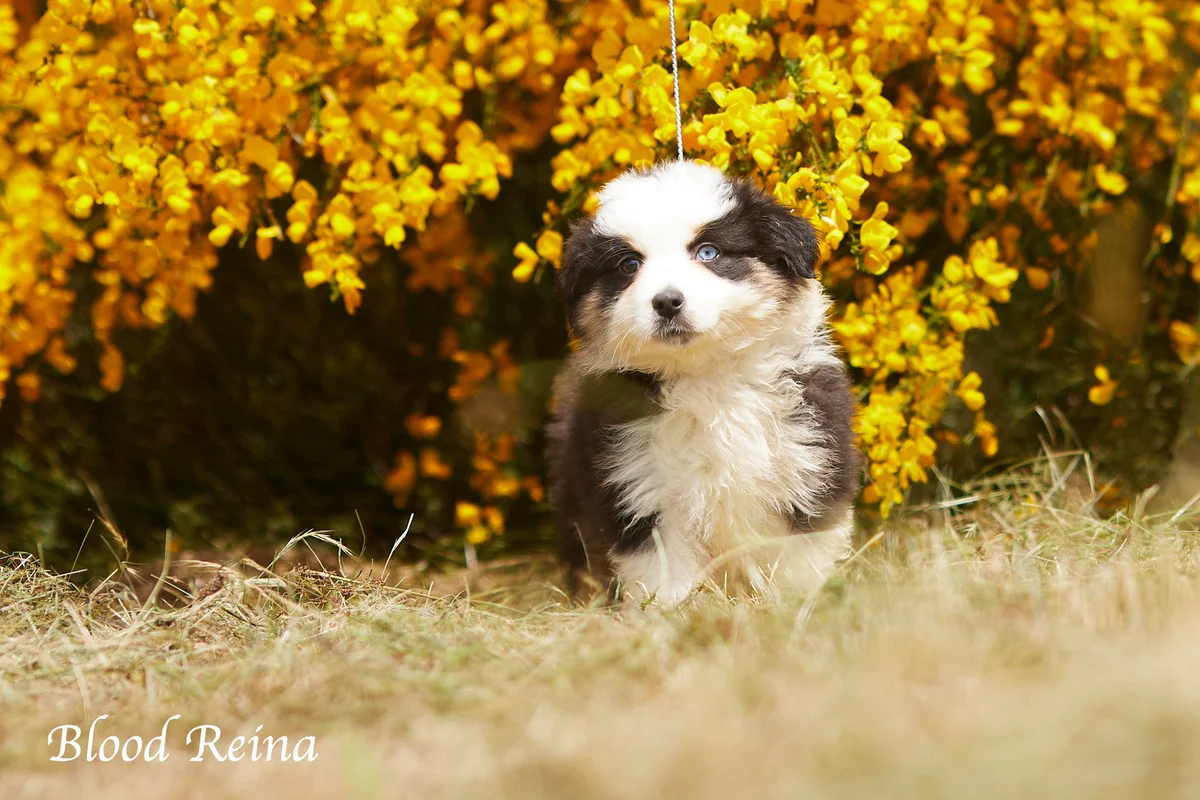 Chiot Berger Américain Miniature