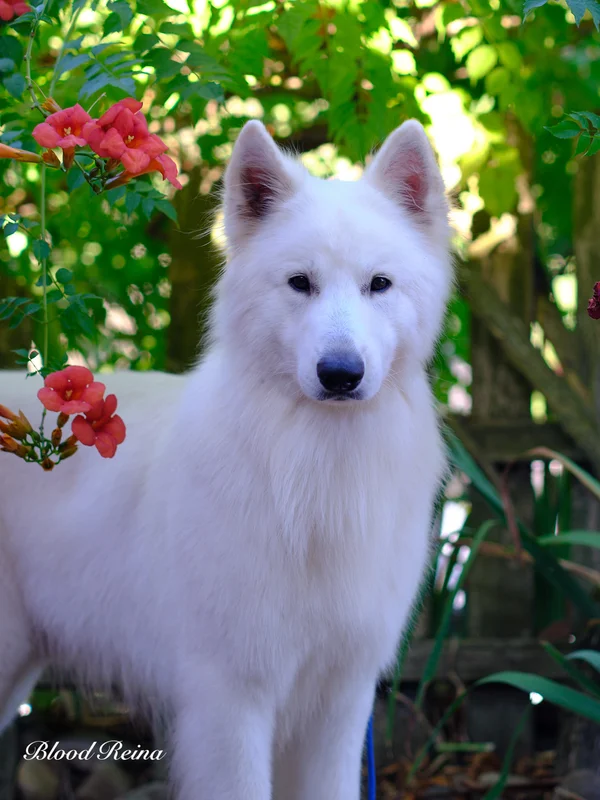 Portrait Berger Blanc Suisse