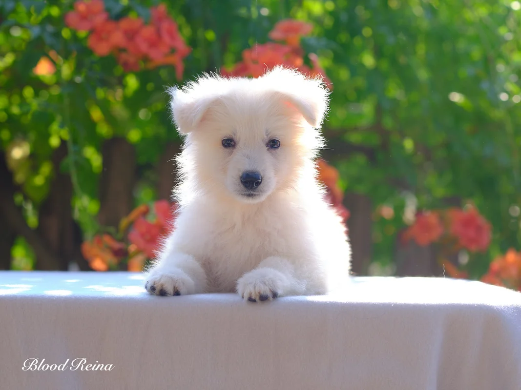 Chiot Berger Blanc Suisse