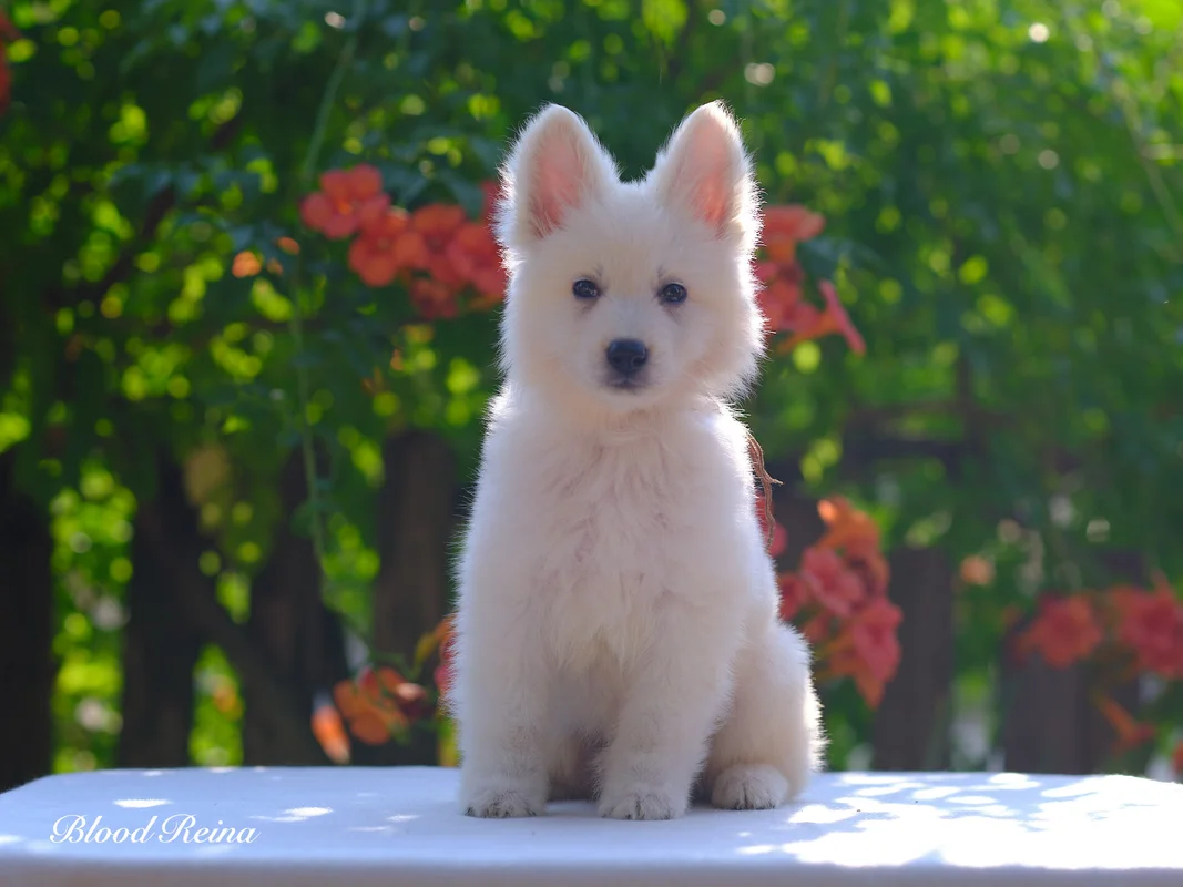 Chiot Berger Blanc Suisse