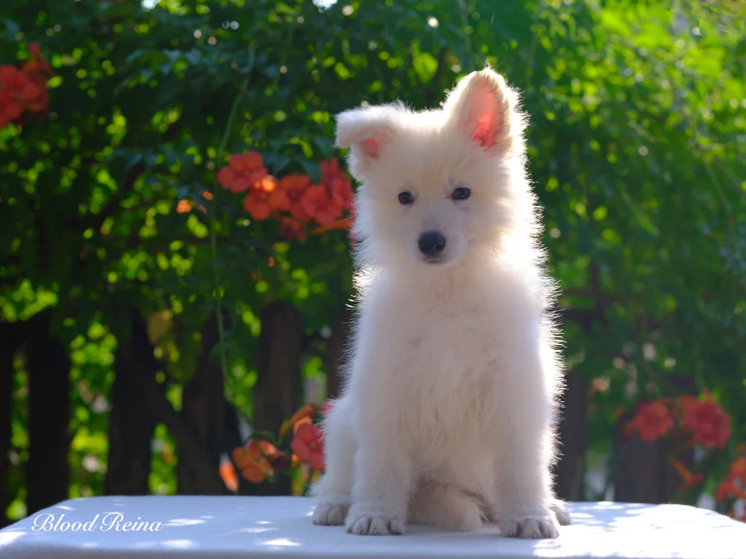 Chiot Berger Blanc Suisse 1